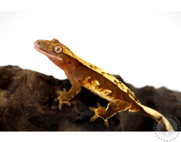 Orange Harlequin Crested Gecko