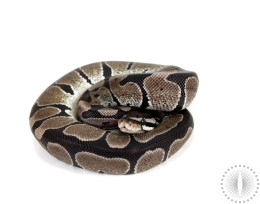 VPI Axanthic Ball Python