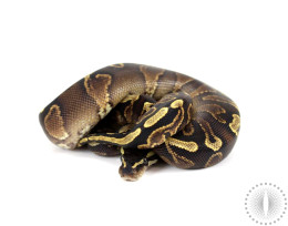 Eruptor Ball Python