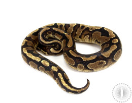 Black Pastel Yellow Belly Ball Python