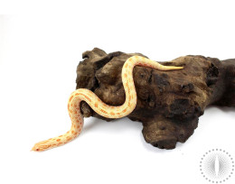 High Orange Albino Conda Hognose Snake - Female
