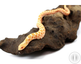 High Orange Albino Hognose Snake - Male