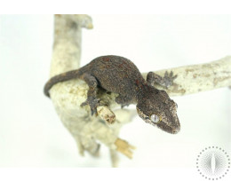 Reduced Gargoyle Gecko