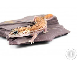 Patternless 66% Het Ghost Fat Tail Gecko