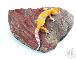 Bell Albino Blood White and Yellow Leopard Gecko