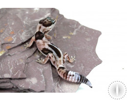 Aberrant White Out Oreo Fat Tail Gecko