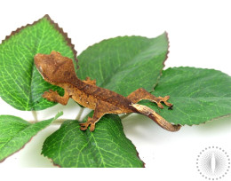 Flame Crested Gecko