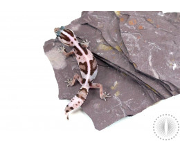 Striped White Out Oreo Fat Tail Gecko