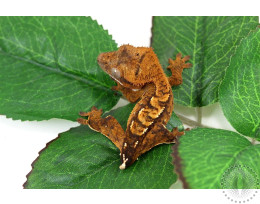 Chocolate Harlequin Crested Gecko - Tailess