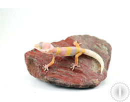 Bubblegum Albino Leopard Gecko