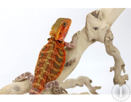 Translucent Orange Bearded Dragon