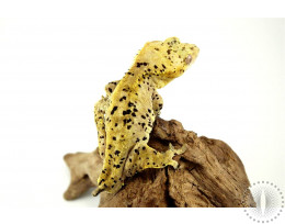 Yellow Super Dalmatian Crested Gecko - Tailess