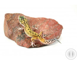 Reverse Striped Leopard Gecko