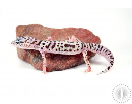 Mack Snow Het Bell Leopard Gecko