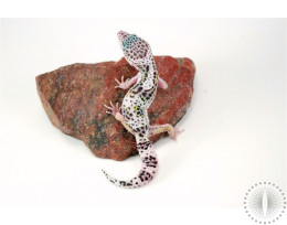Galaxy X Murphy's Patternless Leopard Gecko