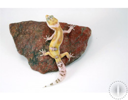 Bell Albino White and Yellow Leopard Gecko