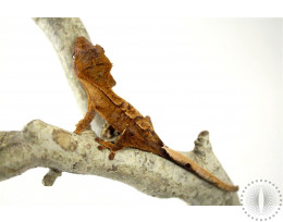 Brindle Crested Gecko