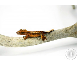 Harlequin Whitewall Crested Gecko