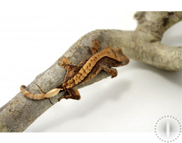 Harlequin Whitewall Crested Gecko