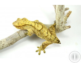 Tiger Dalmatian Crested Gecko - Tailess