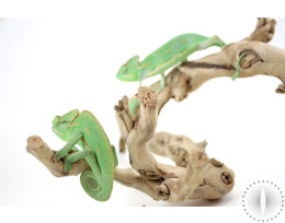 Veiled Chameleon