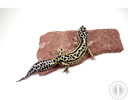 Bold Stripe Leopard Gecko