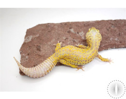 Bell Albino Red Stripe Leopard Gecko