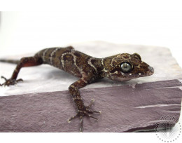 Peter's Forest Gecko