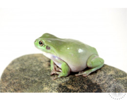 White's Tree Frog - Adult