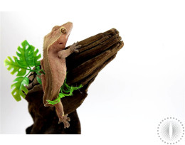 Red Crested Gecko - Tailess