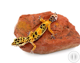 Calico Firefox Leopard Gecko 