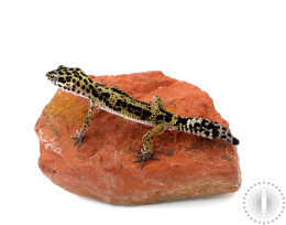 Jungle Leopard Gecko 
