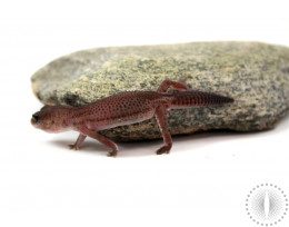 Patternless Oreo Fat Tail Gecko