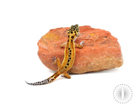 Reverse Sriped Leopard Gecko 