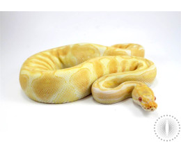 Albino Black Pastel Ball Python