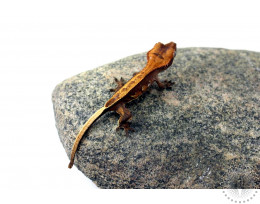 Chocolate Pinstripe Crested Gecko