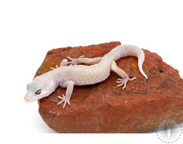 Blazing Blizzard Leopard Gecko