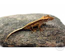 Whitewall Flame Crested Gecko