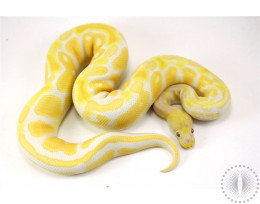 Lavender Albino Ball Python