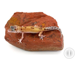 Partial Eclipse Eye Red Stripe Leopard Gecko