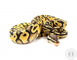 Pastel Yellowbelly Ball Python