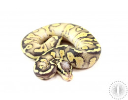 Super Pastel Yellow Belly Het Genetic Stripe Ball Python