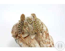 Leatherback Colored Citrus Bearded Dragon