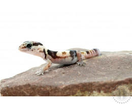 Oreo Whiteout Fat Tail Gecko