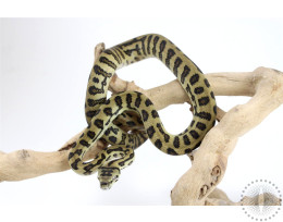 High Yellow Jungle Jaguar Carpet Python