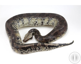 Sumatran Short Tail Python