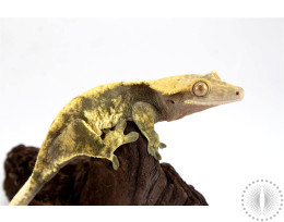 Harlequin Crested Gecko