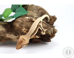 Bicolor Lily White Crested Gecko