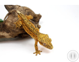 Yellow Super Dalmatian Crested Gecko