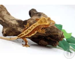 Pinstripe Harlequin Crested Gecko